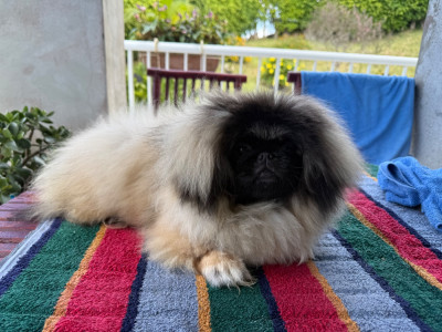 Étalon Pekinois - Arya stark Du Palais Des Princes Dragon