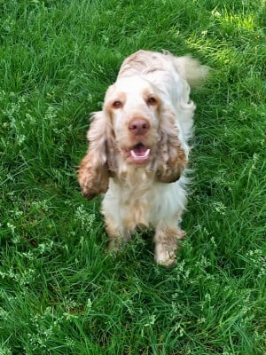 Étalon Cocker Spaniel Anglais - tyramisu du domaine du york