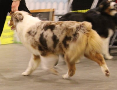 Étalon Berger Australien - ARWENN Renewall Magickal of Acala Lake