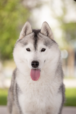 Étalon Siberian Husky - Arkouna Dream's THALYS FLOWERS dit TRINITY