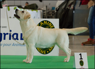 Étalon Labrador Retriever - ATLANTIC CROSSING Of sweet eyes