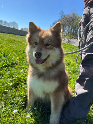 Étalon Chien finnois de Laponie - Vladia dit oly du Domaine des Trolls