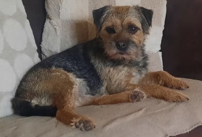 Tagada Des Divines Capucines