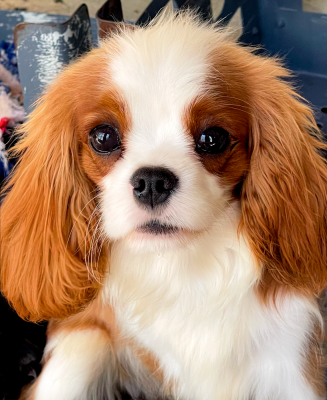 Étalon Cavalier King Charles Spaniel - The lady of the winds in the willows De Los Ursidos Kodiak