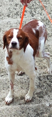 Étalon Epagneul Breton - Rir'sly de la coulée notre dame de la Coulee Notre Dame