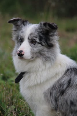Étalon Border Collie - Des Terres D'Emmatchou Dominant Team Honey
