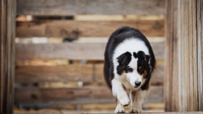 Uh Pinaise Kikafeca de la Dune d'Ozalee