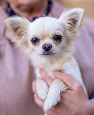 Scarlette Des Barons De Maule