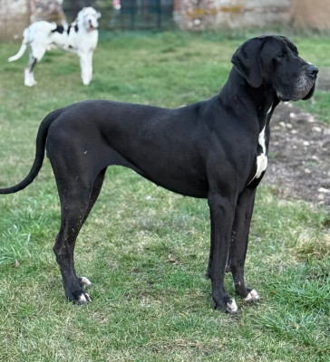 Étalon Dogue allemand - Vénissia Des Gardiens De L'Homme