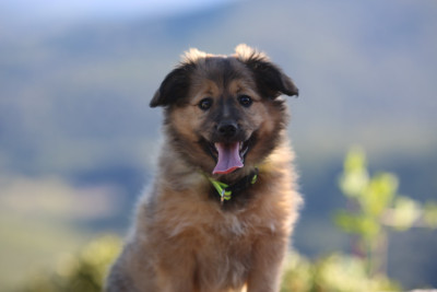 Étalon Berger des Pyrenees à face rase - Brooklyn NY de la Vallée du Dragon Blanc