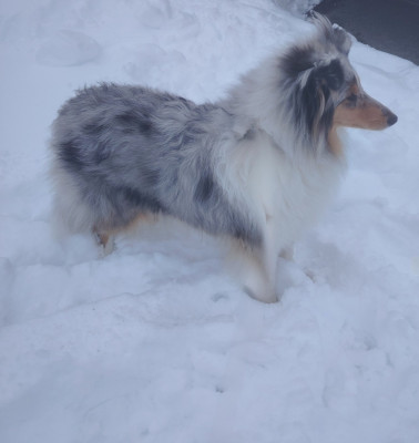 Étalon Colley à poil long - Aélys Du Chai De Boisse
