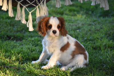 Étalon Cavalier King Charles Spaniel - Arry Prince Du Repère Des Poilus