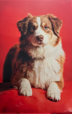 Vague gentillesse Vista Des Mille Et Une Pattounes