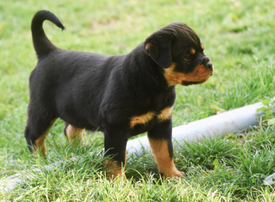 Étalon Rottweiler - banshee Des Titans Noirs Et Feux