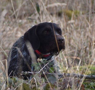 Étalon Chien d'arrêt allemand à poil dur - SKY (Sans Affixe)
