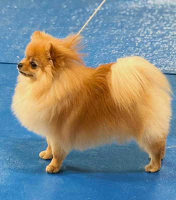 Étalon Spitz allemand - Ava des Sweety de Fluffycandy