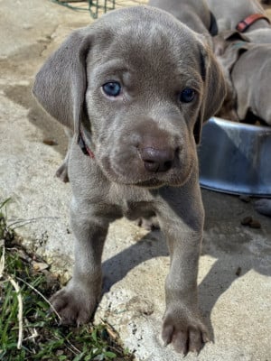 Étalon Braque de Weimar - Brownie Des Guerriers De Gueule