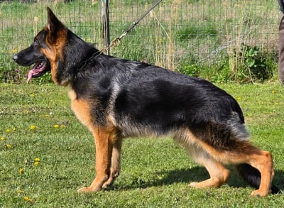 Étalon Berger Allemand - Alpha du repaire du Berger Allemand