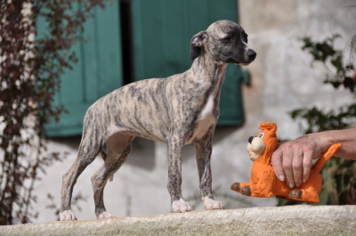 Étalon Whippet - VAL'S DU PRINTEMPS du domaine des Chojnacki