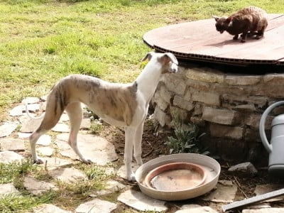 Étalon Whippet - Arum Du Petit Bois De Klaszoly