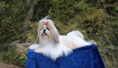 Étalon Shih Tzu - Victoria's secret De hillsbury
