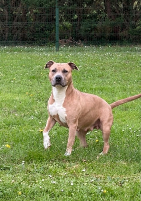Étalon American Staffordshire Terrier - TINA de la Taverne d'Ox