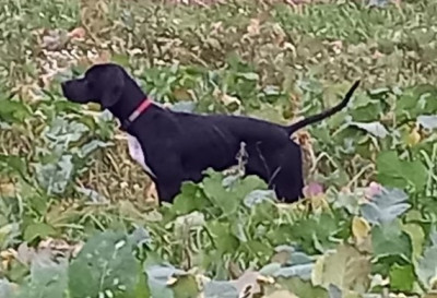 Étalon Pointer - Udine De L'auge Des Sabotiers