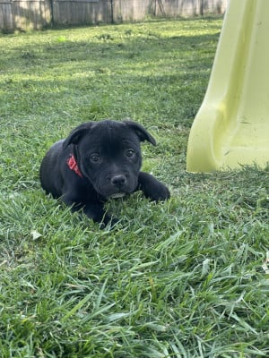 Étalon Staffordshire Bull Terrier - Bizou Zalou (Sans Affixe)