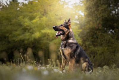 Étalon Berger Allemand - Qaiko provocativo