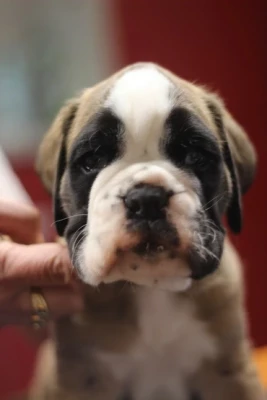 Étalon Boxer - BELLINO des Jardins de Passiflore