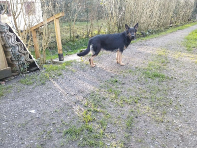 Étalon Berger Allemand - Vodka Euskal herria izarra