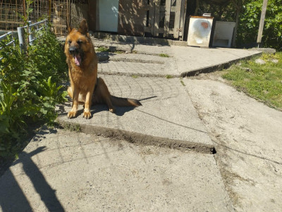 Étalon Berger Allemand - Vichnou Euskal herria izarra