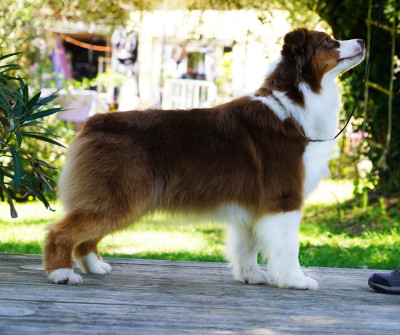 Étalon Berger Australien - kascaro DESTINY 