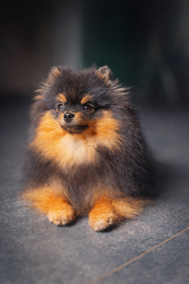 Étalon Spitz allemand - Aria Pomeranian Kennel