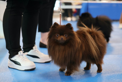 Étalon Spitz allemand - CH. Black Moon Star's Vulcain