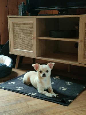 Étalon Chihuahua - Vénuzia De La Vallée De Los Rios