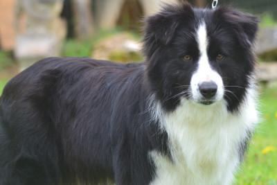 Étalon Border Collie - Un peu beaucoup à la folie des Collines de Sagne