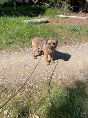 Étalon Border Terrier - tic tac White white west