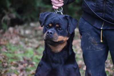 Étalon Rottweiler - ULKANA von der wharen kraft