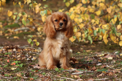 Étalon Cavalier King Charles Spaniel - ALFIE de la Dynastie d'Orkhan