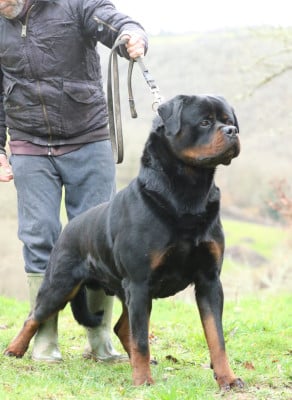 Étalon Rottweiler - UZI von der wharen kraft