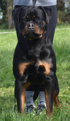 Étalon Rottweiler - V'MAFIA von der wharen kraft