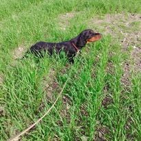 Étalon Setter Gordon - SERBANNES des rives de la Penfeld