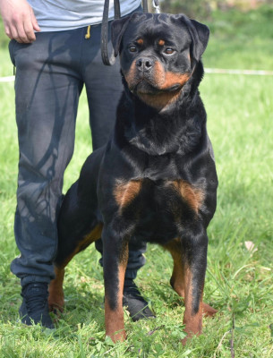 Étalon Rottweiler - UMBRA von der wharen kraft