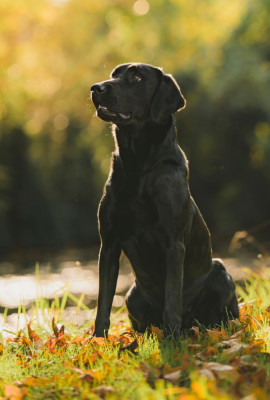 Étalon Labrador Retriever - Connivence United