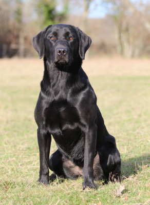 Étalon Labrador Retriever - Connivence Tea Time