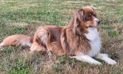 Siska Des Blancs Moutons