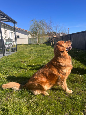 Étalon Golden Retriever - Ulka de la Colline du Coeur de Feu