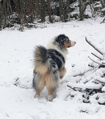 Vasko Des Joyaux De Luna