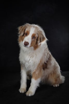 Étalon Berger Australien - Aya des Elfes du Dolmen